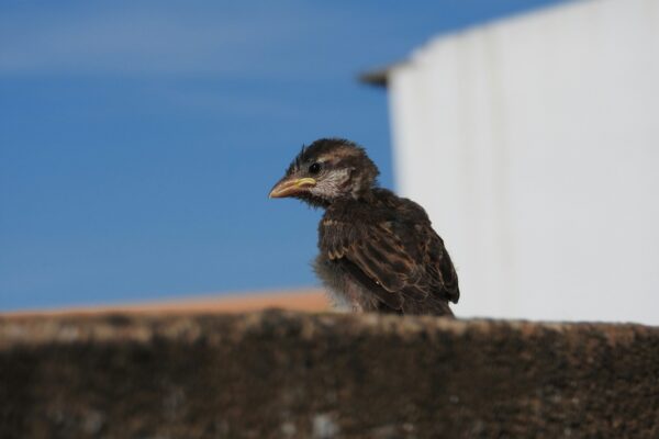 Folgen für den Rasen: Pflege im Januar wichtig für gesundes Wachstum