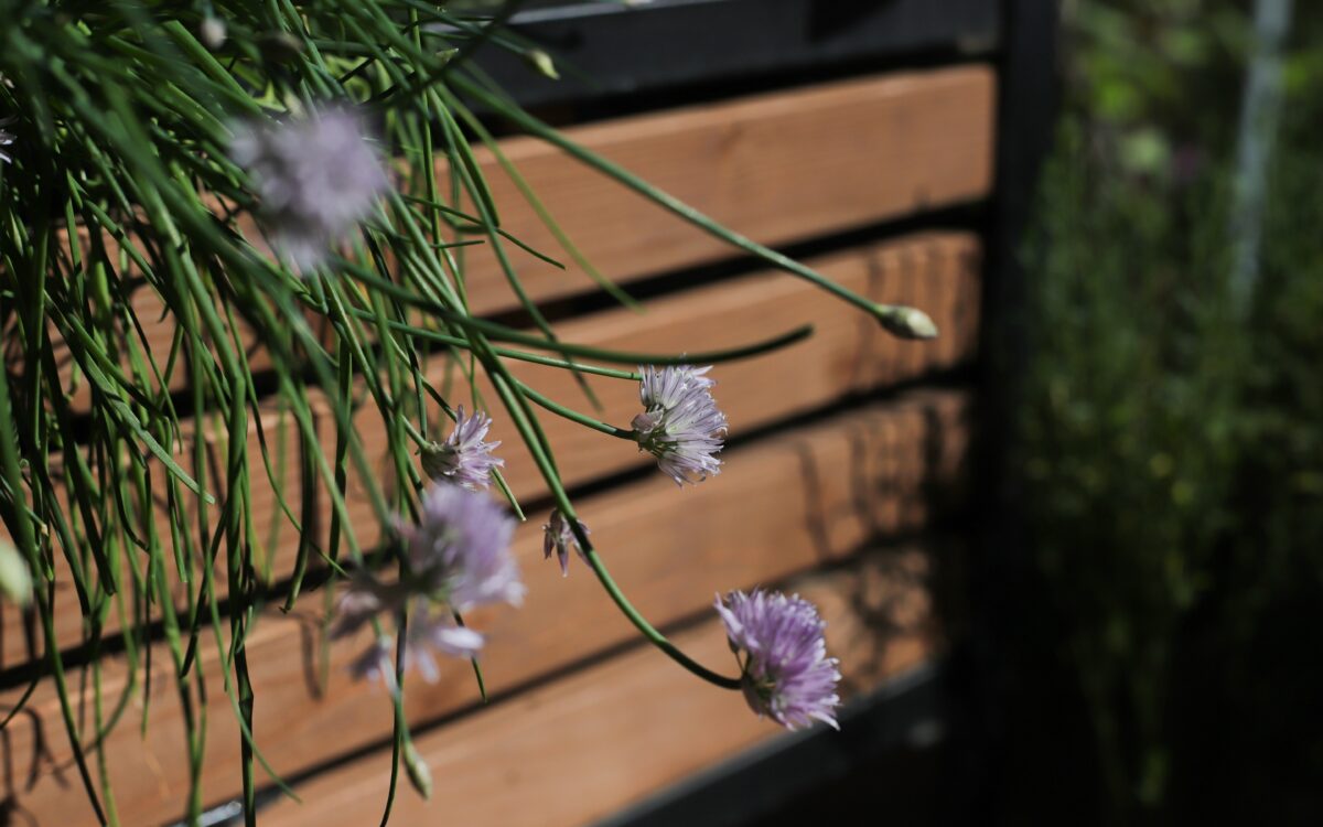 So gelingt Pflanzenpflege: Die Vorteile der erdlosen Hydrokultur verstehen